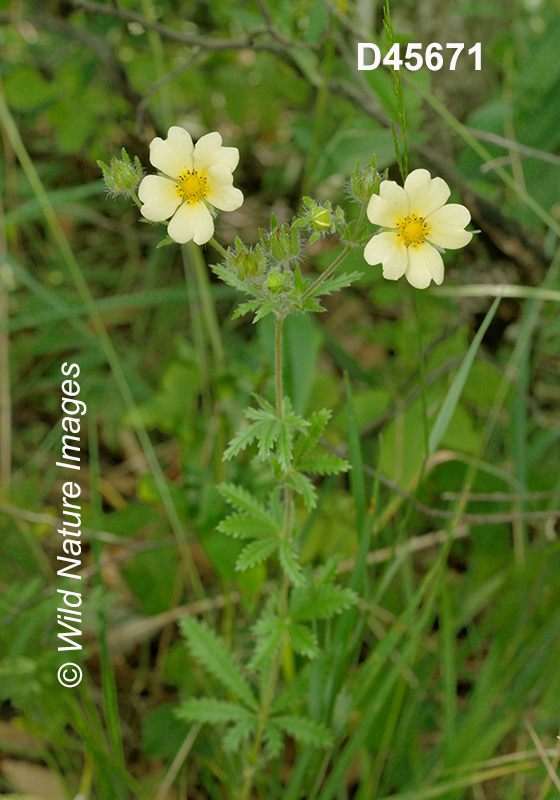 Potentilla recta, Sulphur Cinquefoil